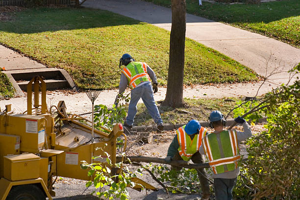 Professional  Tree Services in Valparaiso, IN