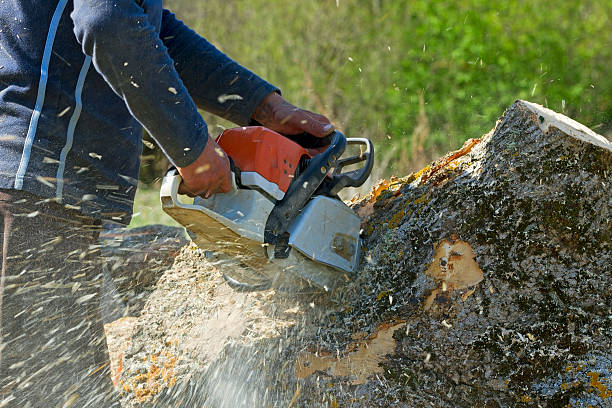 Best Hedge Trimming  in Valparaiso, IN